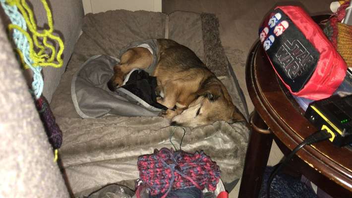 Mischlingshunde Foto Aufruf-Beitrag-Bild