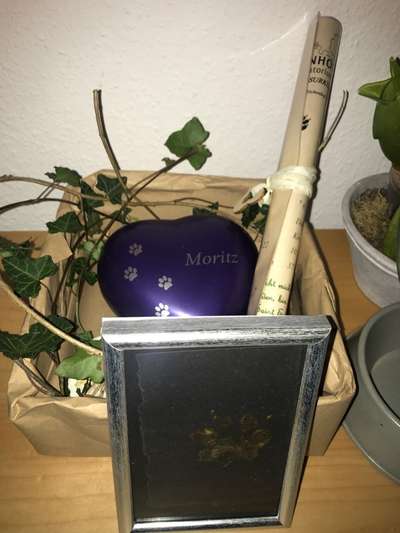 Regenbogenbrücke-Beitrag-Bild