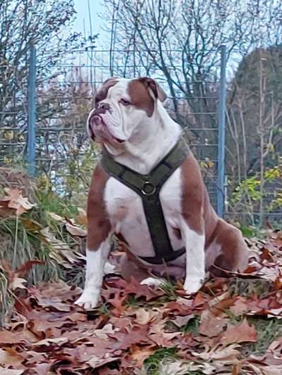 Olde English Bulldogge-Beitrag-Bild