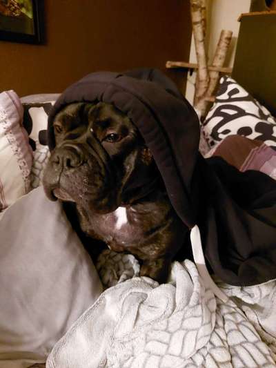 Freunde von 'Kampfhunden'-Beitrag-Bild