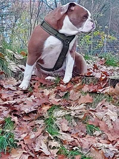 Freunde von 'Kampfhunden'-Beitrag-Bild