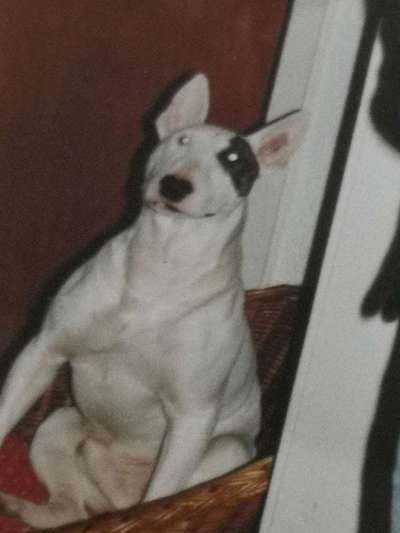 Freunde von 'Kampfhunden'-Beitrag-Bild