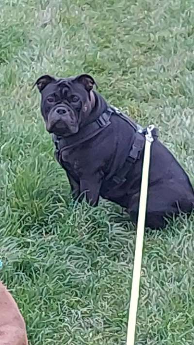 Olde English Bulldogge-Beitrag-Bild