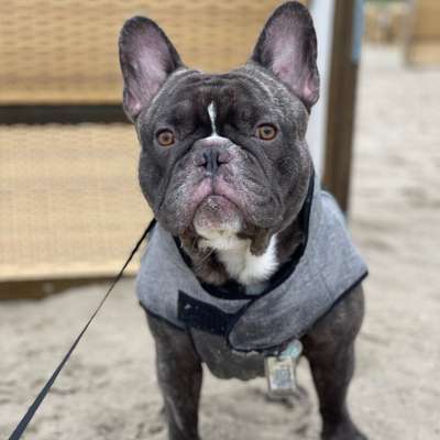 Hundetreffen-Spielrunde? wenn du genau so verrückt und verspielt bist🥰!-Bild