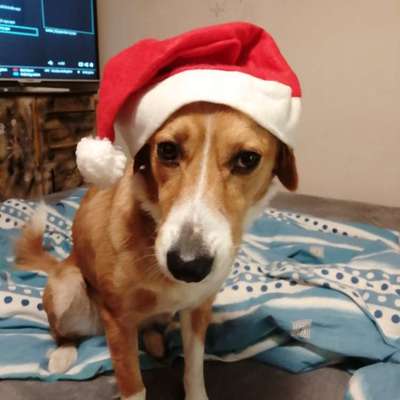 Hundetreffen-Spielrunde mit mehreren Hunden-Bild