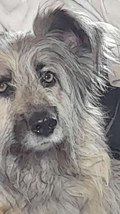 Wie kamst du zu deinem Hund?-Beitrag-Bild