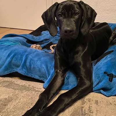 Hundetreffen-Hundebekanntschaften gesucht-Bild