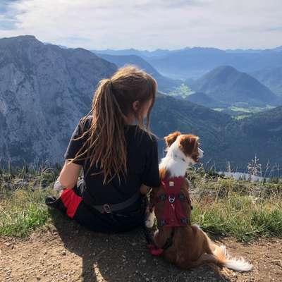 Hundetreffen-Spielgefährte/ Trainingspartner gesucht-Profilbild