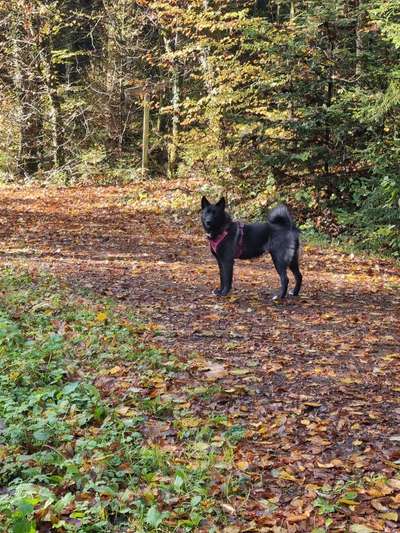 Mischlinge raten - Rätselspaß-Beitrag-Bild