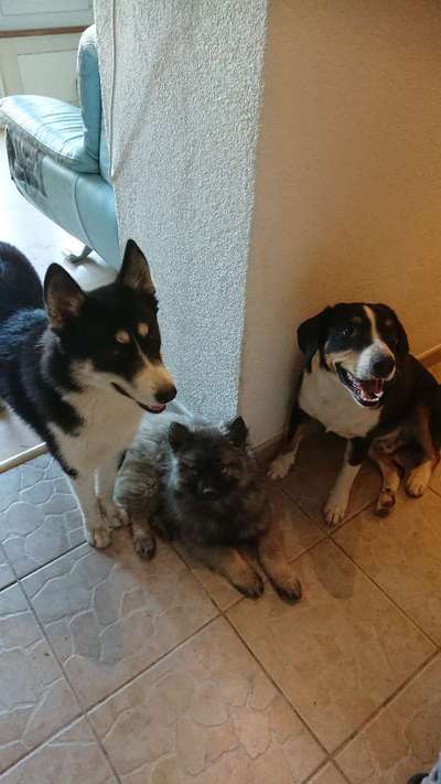 Mischlinge raten - Rätselspaß-Beitrag-Bild