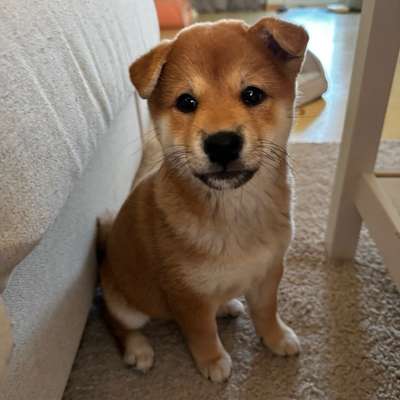 Hundetreffen-Neue Kontakte für meinen kleinen Welpen-Bild