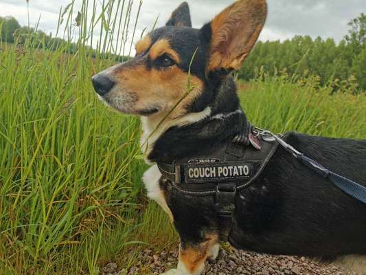 Corgis und ihre persönlichen Hofangestellten-Beitrag-Bild