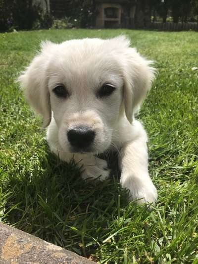 Hundetreffen-Welpentreff Borchen-Bild