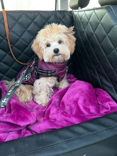 Transport im Auto-Beitrag-Bild