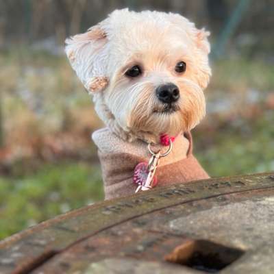 Hundetreffen-Kaya sucht Spielgefährten in ihrer Größe.-Bild