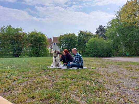 Auslandstierschutz-Beitrag-Bild