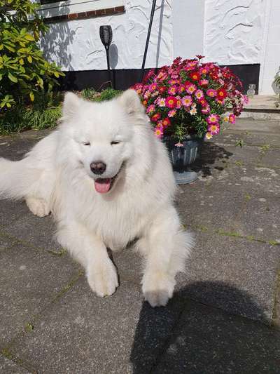 Samojede-Beitrag-Bild