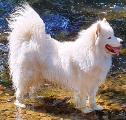 Samojede-Beitrag-Bild