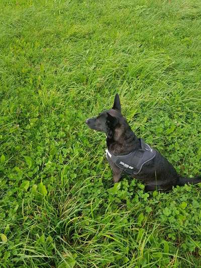 Luxusgut Hund-Beitrag-Bild