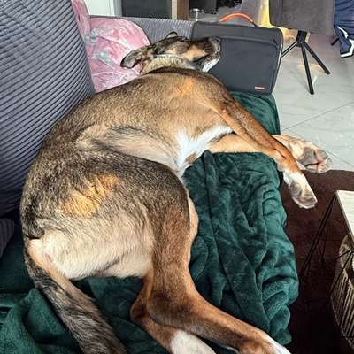 Hundetreffen-Wir suchen Spielfreunde-Bild