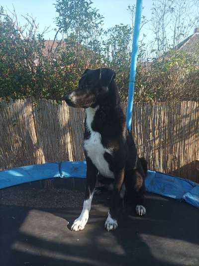 Auslandstierschutz-Beitrag-Bild