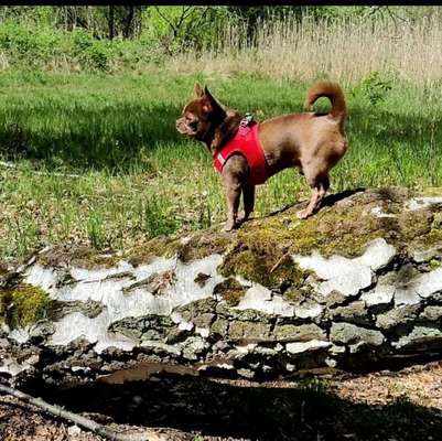 Hundetreffen-Gemeinsam Berlin & Umland entdecken-Bild