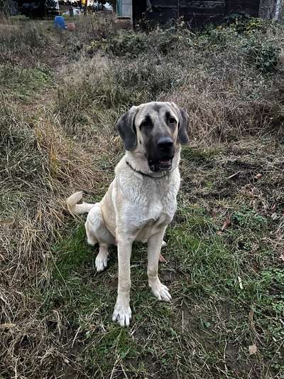 Hundetreffen-Spielgefährten gesucht-Bild