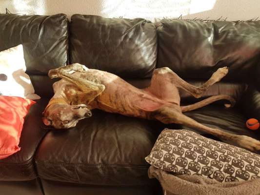 Tierschutzhunde suchen ein Zuhause-Beitrag-Bild