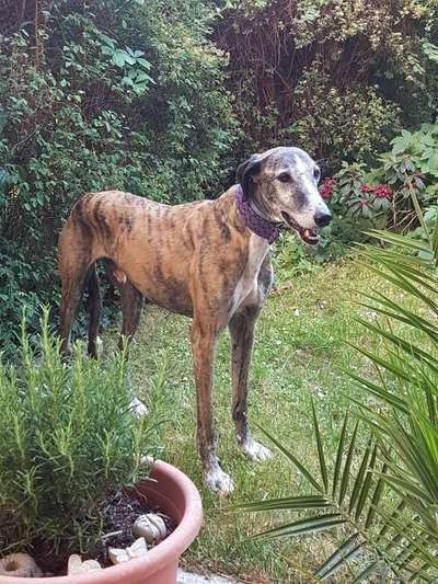 Tierschutzhunde suchen ein Zuhause-Beitrag-Bild