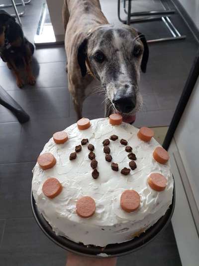 Tierschutzhunde suchen ein Zuhause-Beitrag-Bild