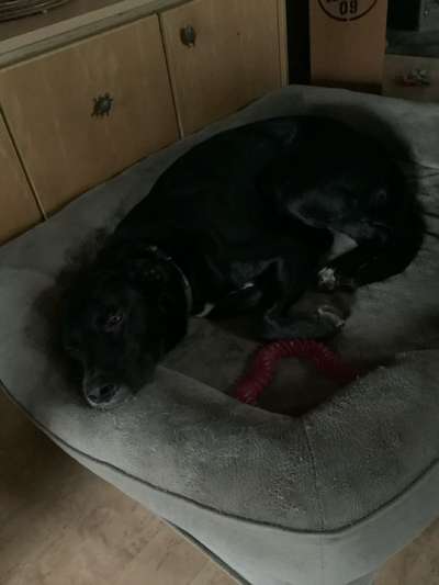 TierschutzhundeStammtisch🐕-Beitrag-Bild