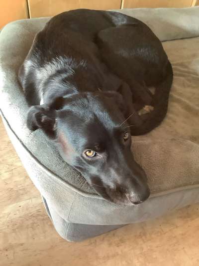 TierschutzhundeStammtisch🐕-Beitrag-Bild