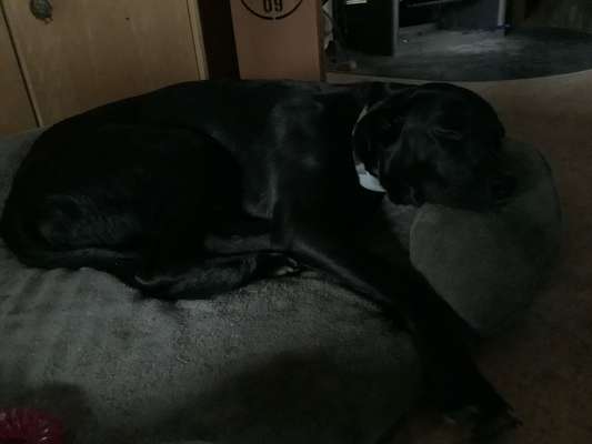 TierschutzhundeStammtisch🐕-Beitrag-Bild