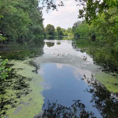 Hundetreffen-Hunderunde in der Aue um Zweimen-Bild