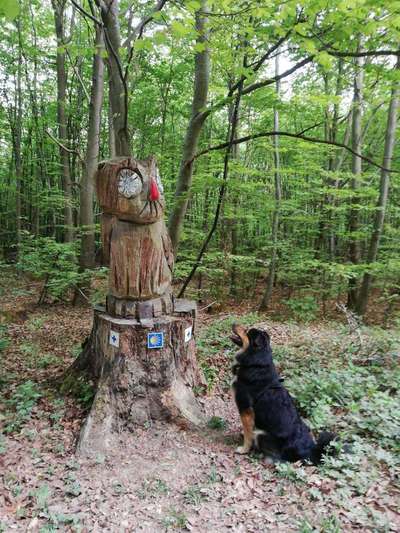 Dein Hund im Dogorama-Kalender 2021-Beitrag-Bild