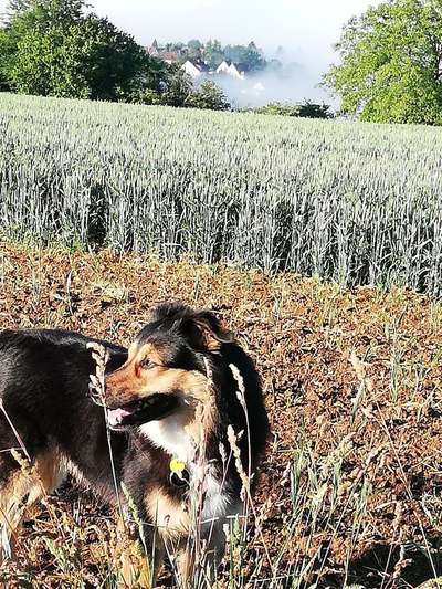 Dein Hund im Dogorama-Kalender 2021-Beitrag-Bild