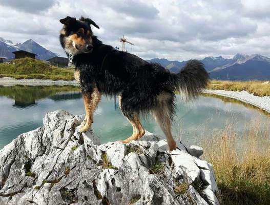 Dein Hund im Dogorama-Kalender 2021-Beitrag-Bild