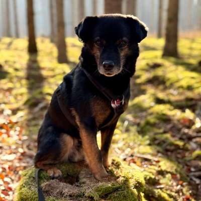 Hundetreffen-Gemeinsame Gassirunden-Bild