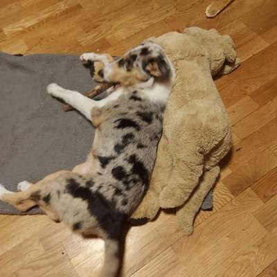 Hundetreffen-Welpen Junghund Spielpartner-Bild