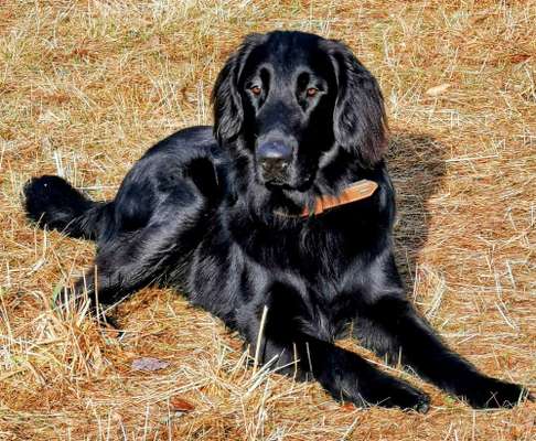 Flat Coated Retriever-Beitrag-Bild