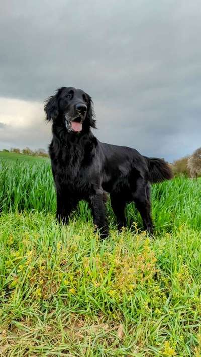 Flat Coated Retriever-Beitrag-Bild