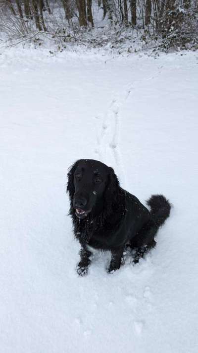 Flat Coated Retriever-Beitrag-Bild