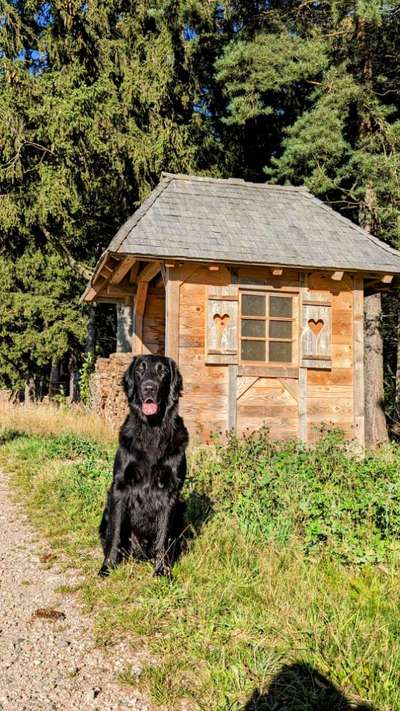 Flat Coated Retriever-Beitrag-Bild