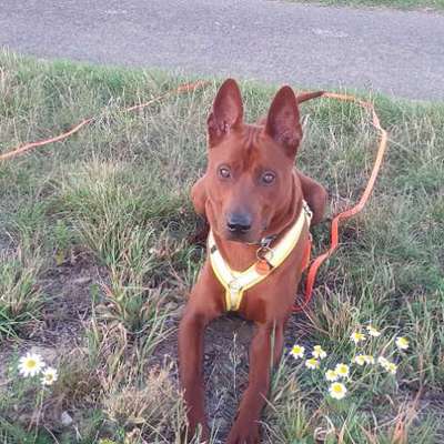 Hundetreffen-Trainingsspaziergang mit Junghund-Bild