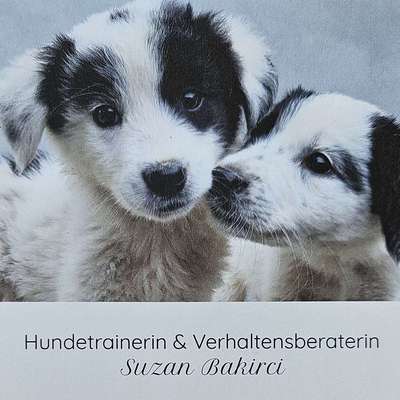 Hundeschulen-Hundeverstehen-online Coaching-Bild