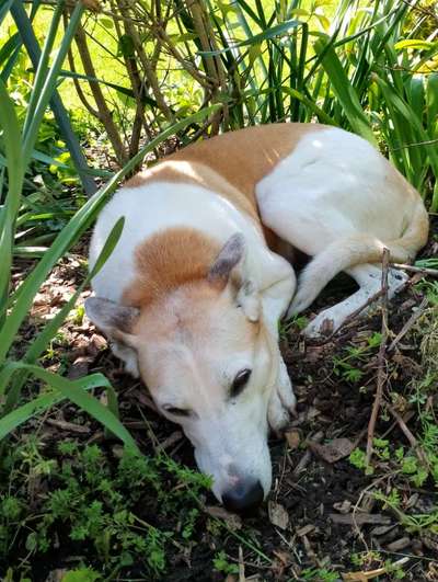 Labradorfans-Beitrag-Bild