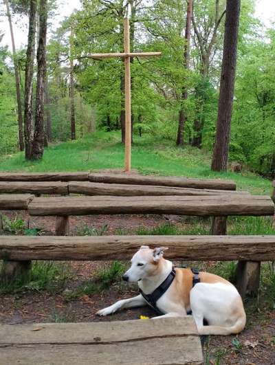 Foto -Challenge  Thema : Dein Hund Im Wald-Beitrag-Bild