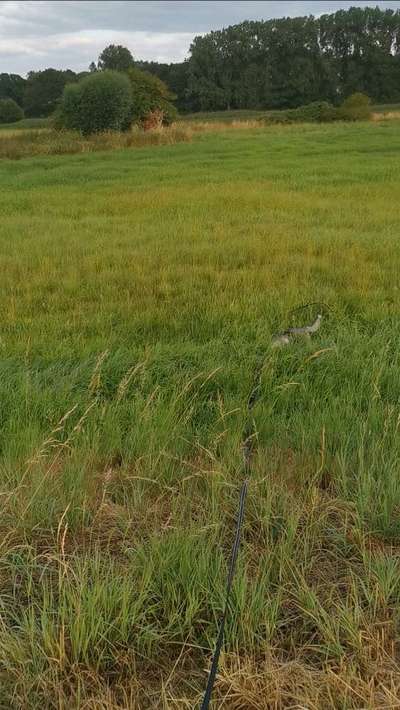 Dogorama Photo Challenge - Tarnung ist alles-Beitrag-Bild