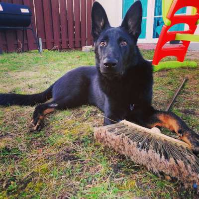 Seltene Rassen!-Beitrag-Bild