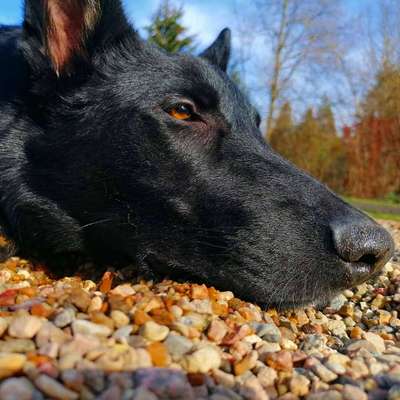 Zeigt mal die schönsten Bilder von euren Hunden !-Beitrag-Bild